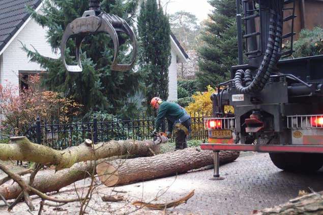 afzagen van stammen van sparrenbomen mastbomen op de atalanta in Gilze Rijen hoveniersbedrijf a van spelde